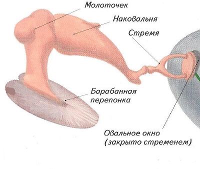 Слуховые косточки (ossicula auditis), правые